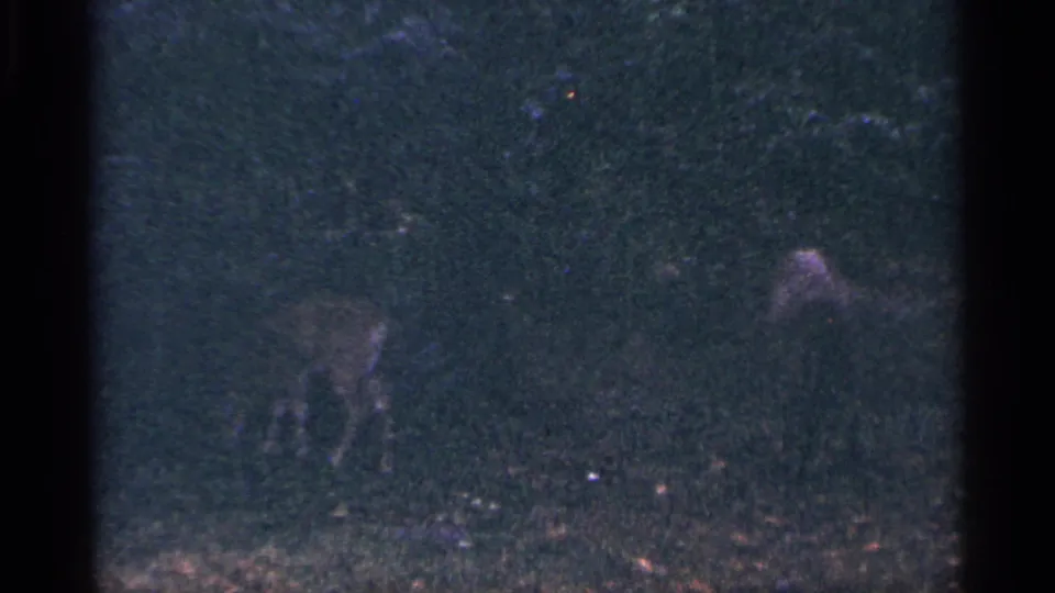 A deer stands in dim grass and underbrush near a wooded roadside in 1964 West Virginia 8mm footage.