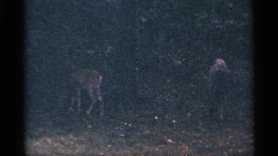 The deer remains in the grass against a dark wooded slope, rendered with grainy 1964 West Virginia 8mm texture.