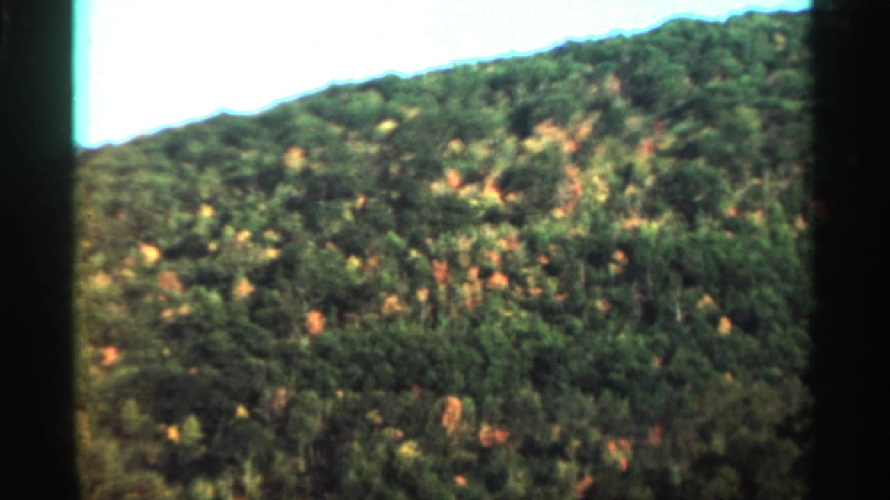 1964 West Virginia 8mm frame of a forested slope, viewed from above, with dense green trees and small areas of yellow-orange foliage.