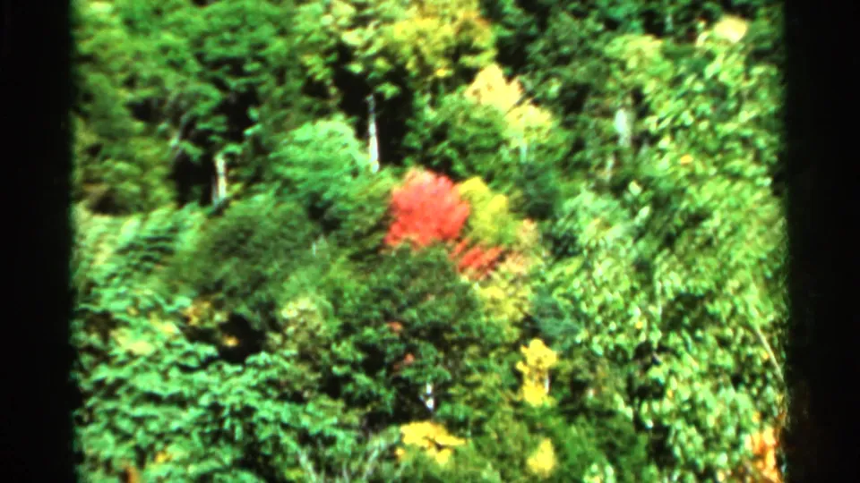 1964 West Virginia 8mm frame showing a closer overhead view of treetops, including bright green foliage with red and yellow autumn accents.