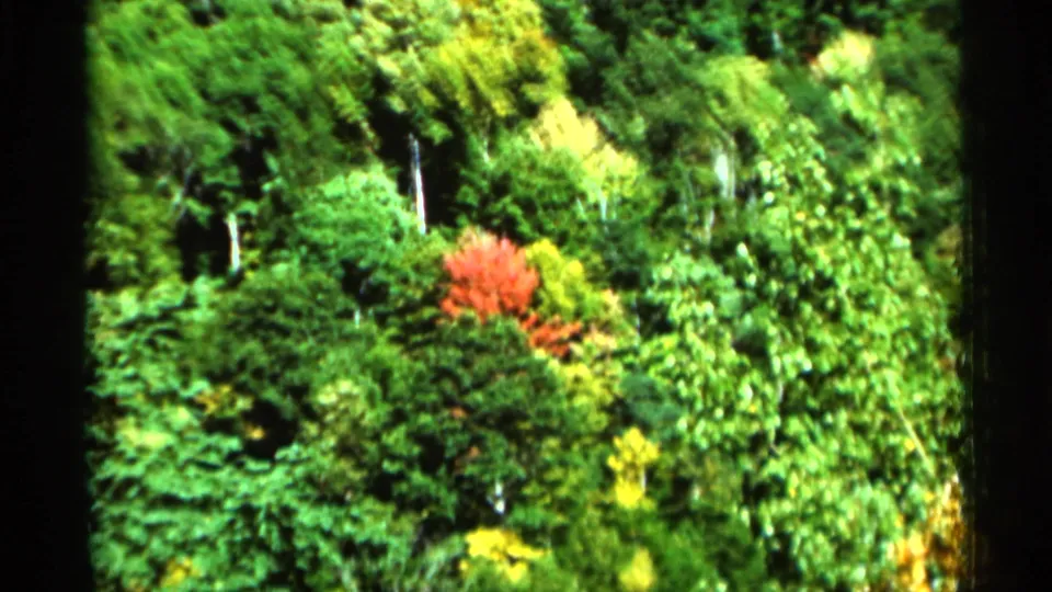 1964 West Virginia 8mm frame of an overhead forest canopy, with bright green treetops and a red autumn patch near the center.