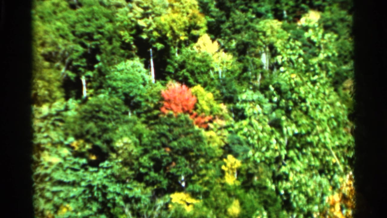 1964 West Virginia 8mm frame showing dense green forest canopy with a red-leafed tree standing out near the center.