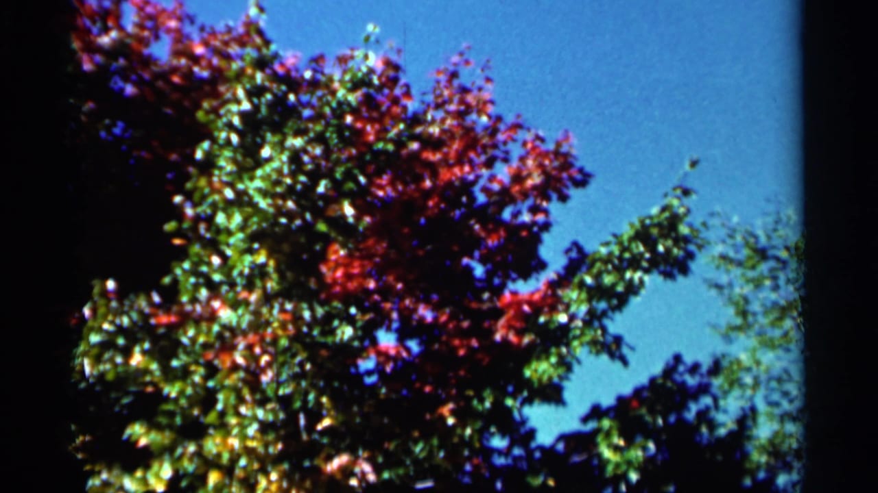 Red and green tree foliage seen against a clear blue sky.