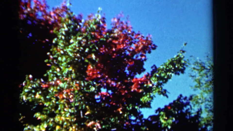 Close 8mm view of a West Virginia autumn tree with mixed red and green leaves against a clear blue sky.