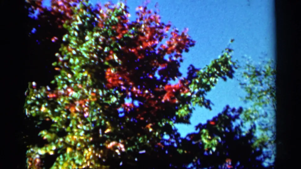 1964 West Virginia home-movie frame showing a leafy autumn tree with red and green color against blue sky and shadowed trees below.