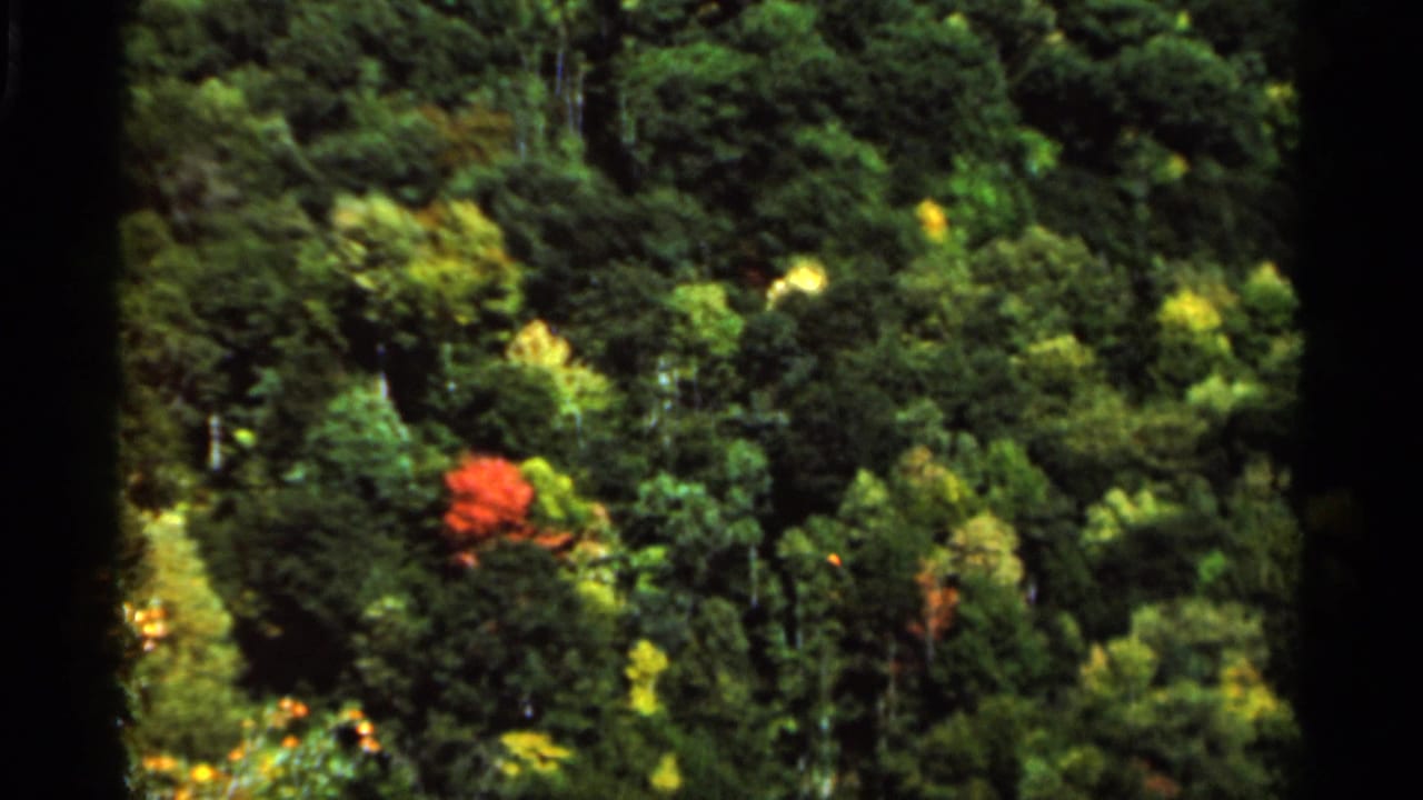 Dense green forest canopy with a red tree visible near the left side and dark film borders.