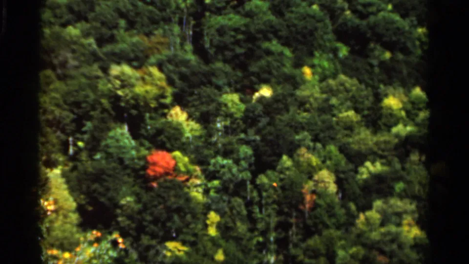 1964 West Virginia 8mm frame showing a distant green forest canopy with one red-leafed tree standing out amid soft, saturated foliage.