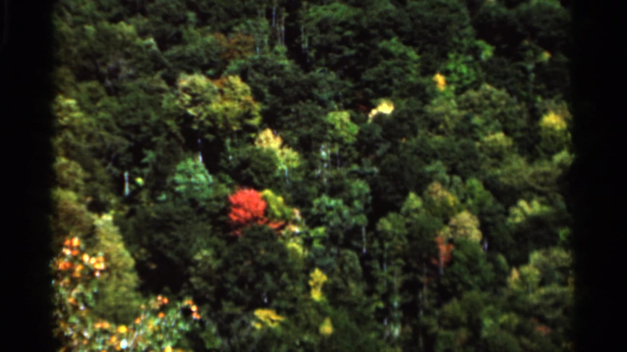Green wooded hillside with a small red tree and dark vertical film border at center.
