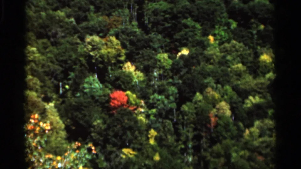 1964 West Virginia 8mm frame of a wooded green canopy with a red-orange tree visible beyond a dark vertical film edge.