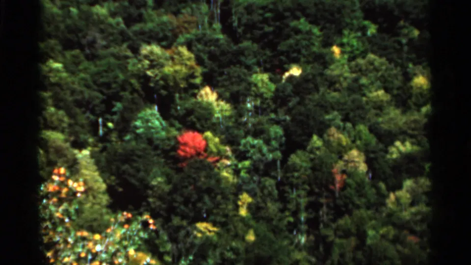 1964 West Virginia home-movie frame showing a red tree among layered green foliage, with dark 8mm borders and soft color.