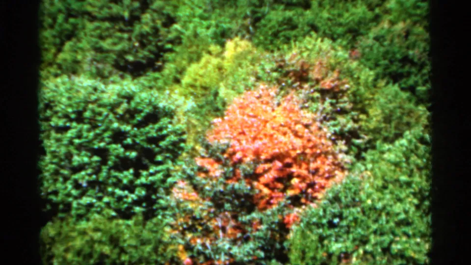 1964 West Virginia 8mm frame with a closer red-orange tree surrounded by bright green woodland foliage and saturated home-movie color.