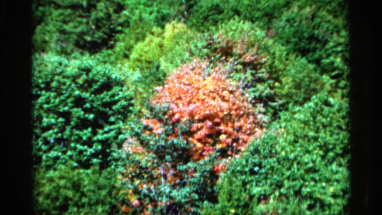 1964 West Virginia 8mm frame showing a red-orange autumn tree amid dense green forest growth.