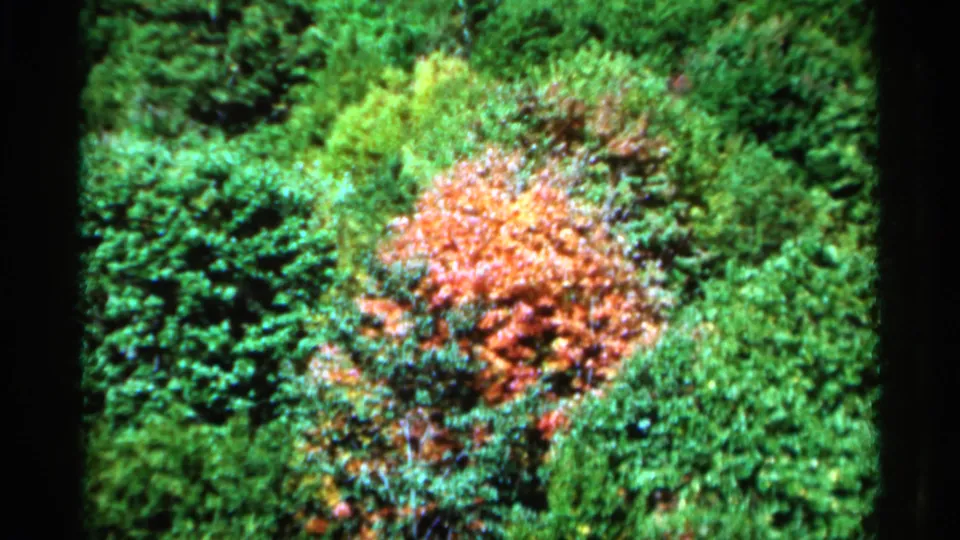 1964 West Virginia 8mm frame showing a red-orange autumn tree amid dense green forest growth.