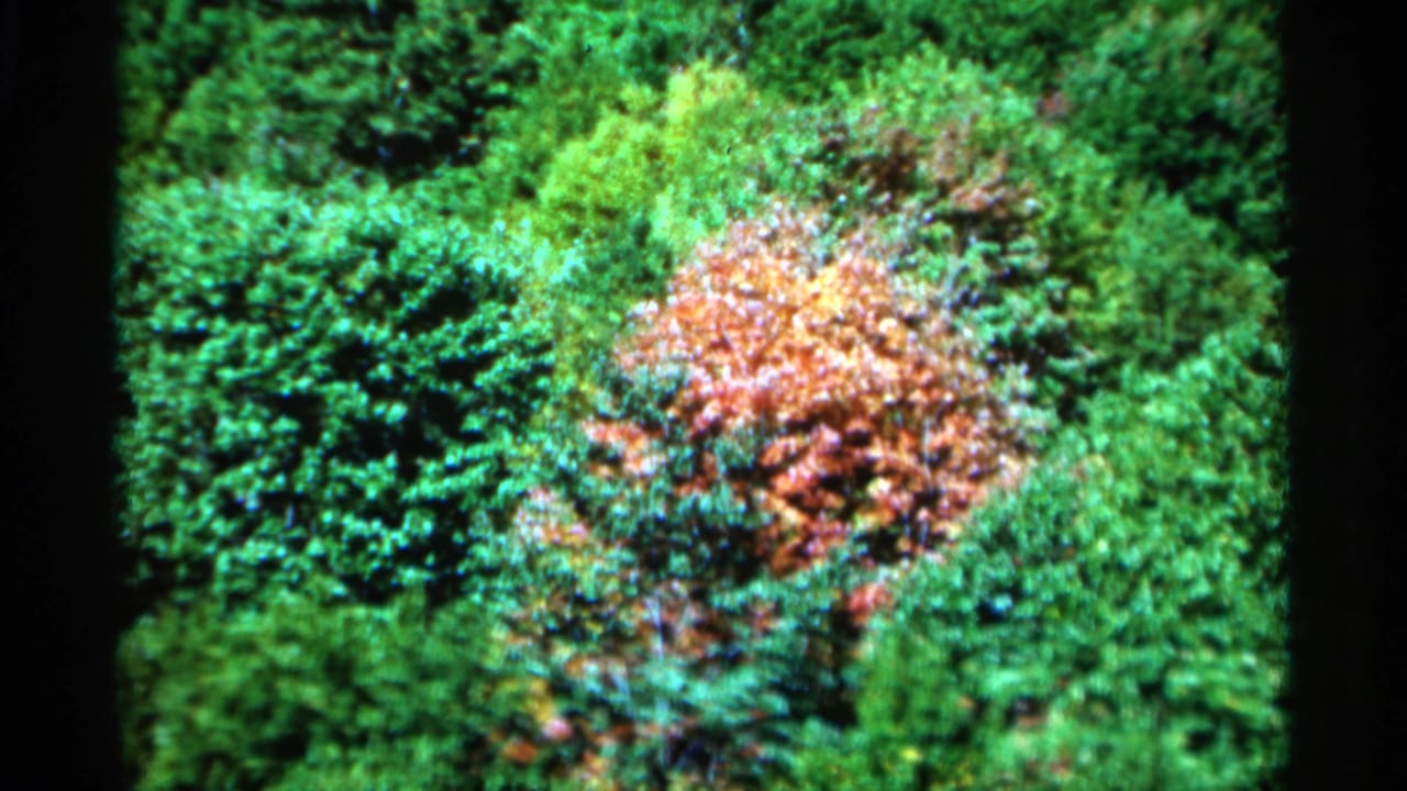 Autumn tree canopy seen within surrounding green woods.