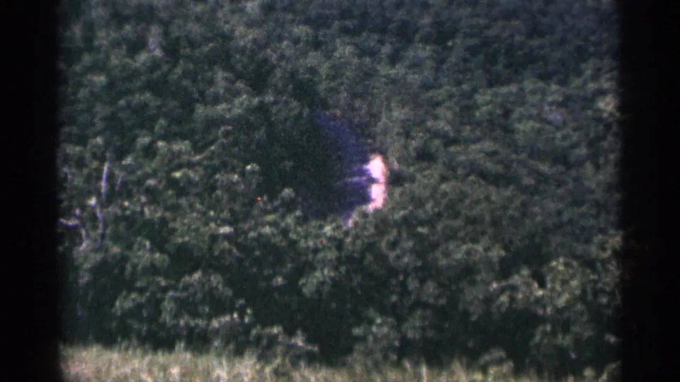 Final 1965 Duluth frame shifts to dense trees with a brief bright blur that may be light flare or reflection.