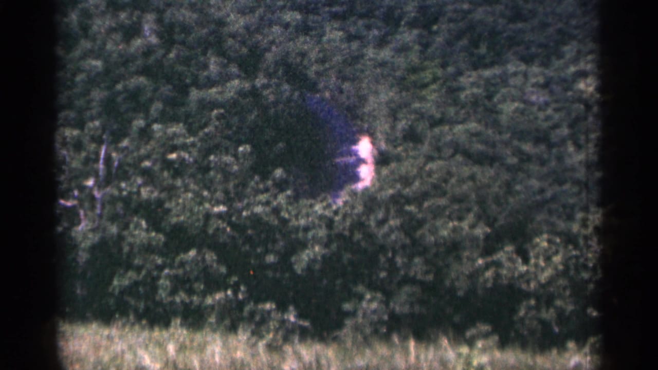 Tree-covered hillside with a small bright detail partly visible through foliage.