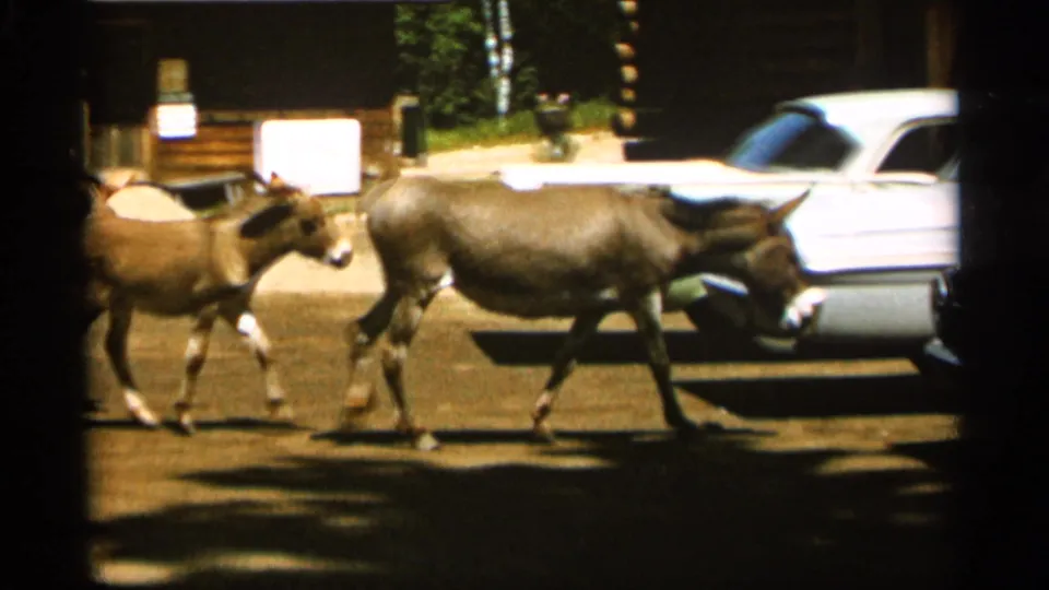 1965 Duluth frame showing a donkey and foal crossing a paved area near a white mid-century car.