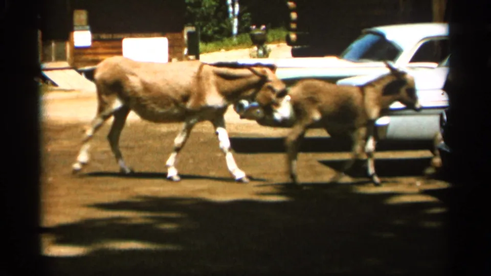 1965 Duluth 8mm frame showing three donkeys moving together past a parked white car.