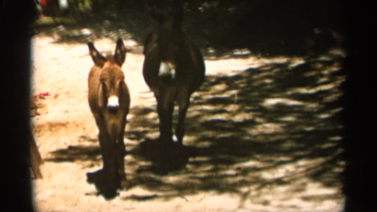Three brown mules stand on a shaded dirt path among trees.