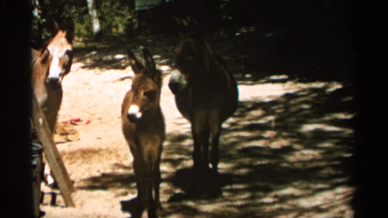 1965 Duluth-area home-movie frame with a young brown mule facing the camera and two other mules nearby in shade.