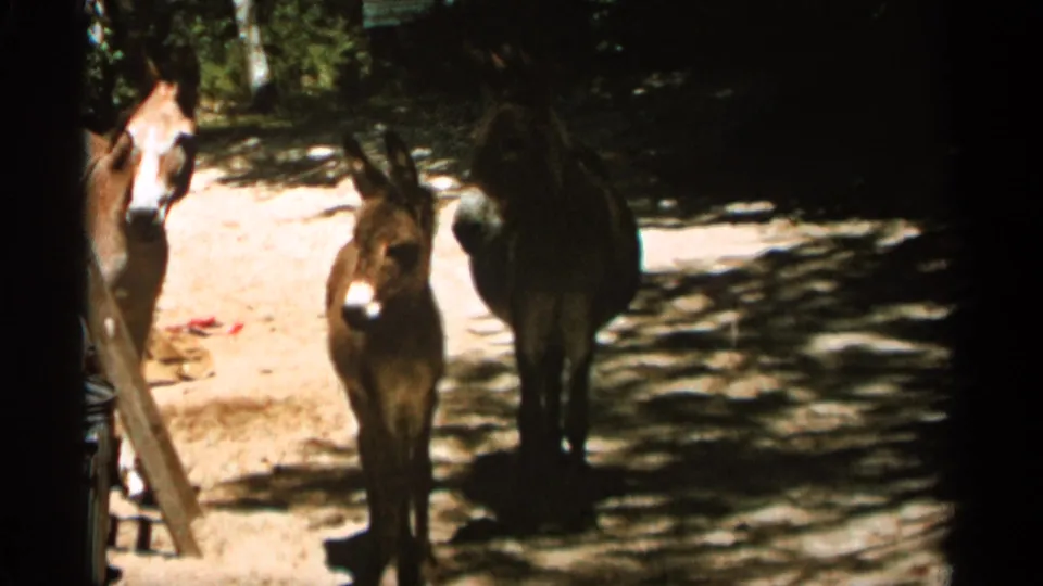 1965 Duluth-area home-movie frame with a young brown mule facing the camera and two other mules nearby in shade.