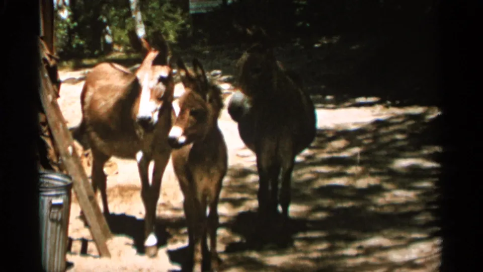 1965 Duluth-area 8mm frame showing three brown mules grouped near a dirt path with trees and a small pail visible.
