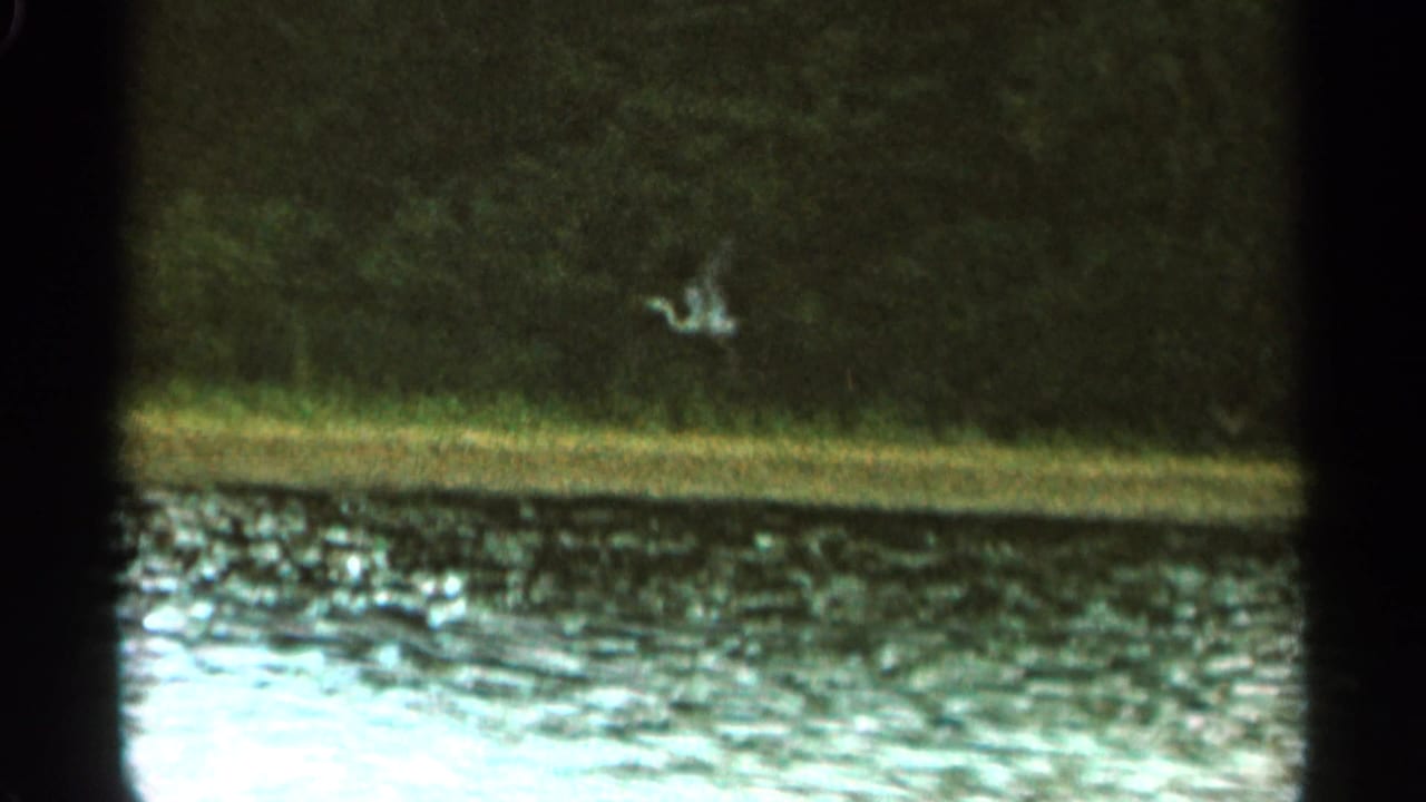 Rippling lake water below a wooded shoreline with a pale bird near the trees.