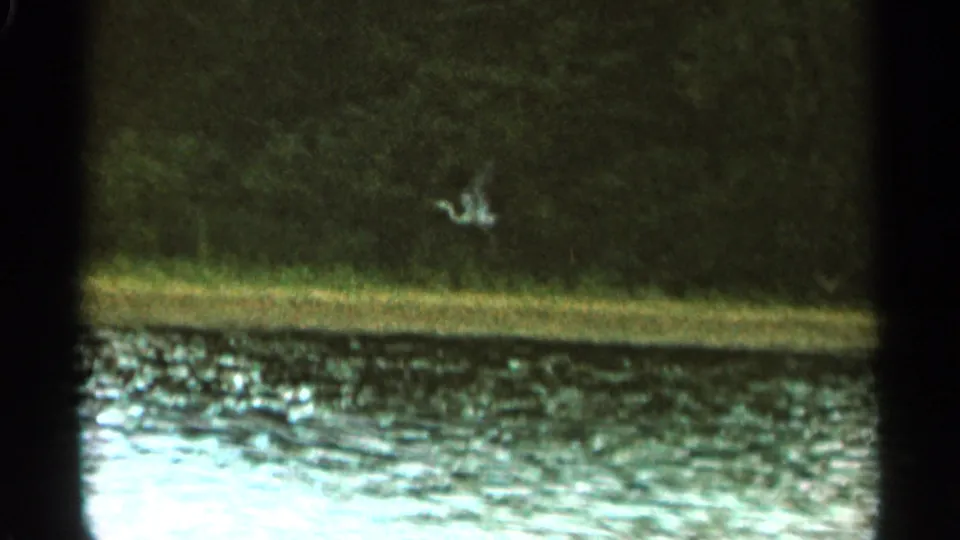 1965 Duluth-area 8mm frame showing rippled lake water, dark woods, a grassy bank, and a pale bird or crane near the shoreline.