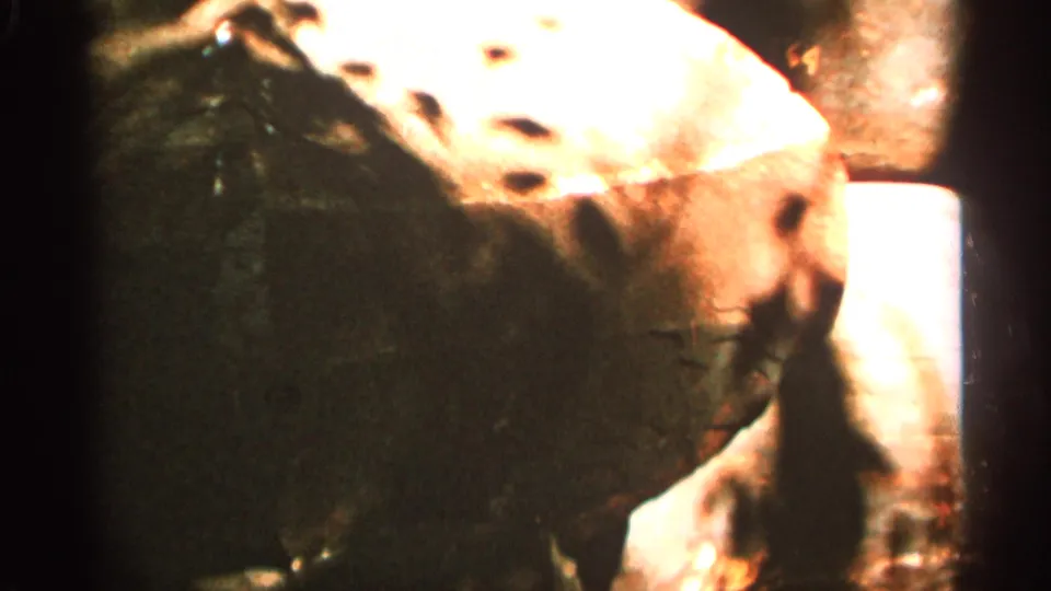 A warm, grainy close view shows broad spotted leaves and shadowed plants, with bright overexposure typical of the 8mm garden footage.