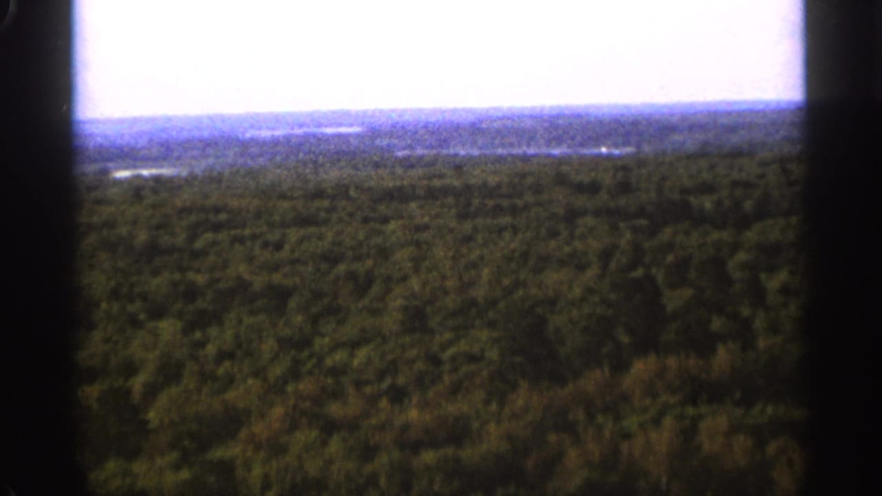 Wide view over dense forest canopy with pale sky and distant horizon.