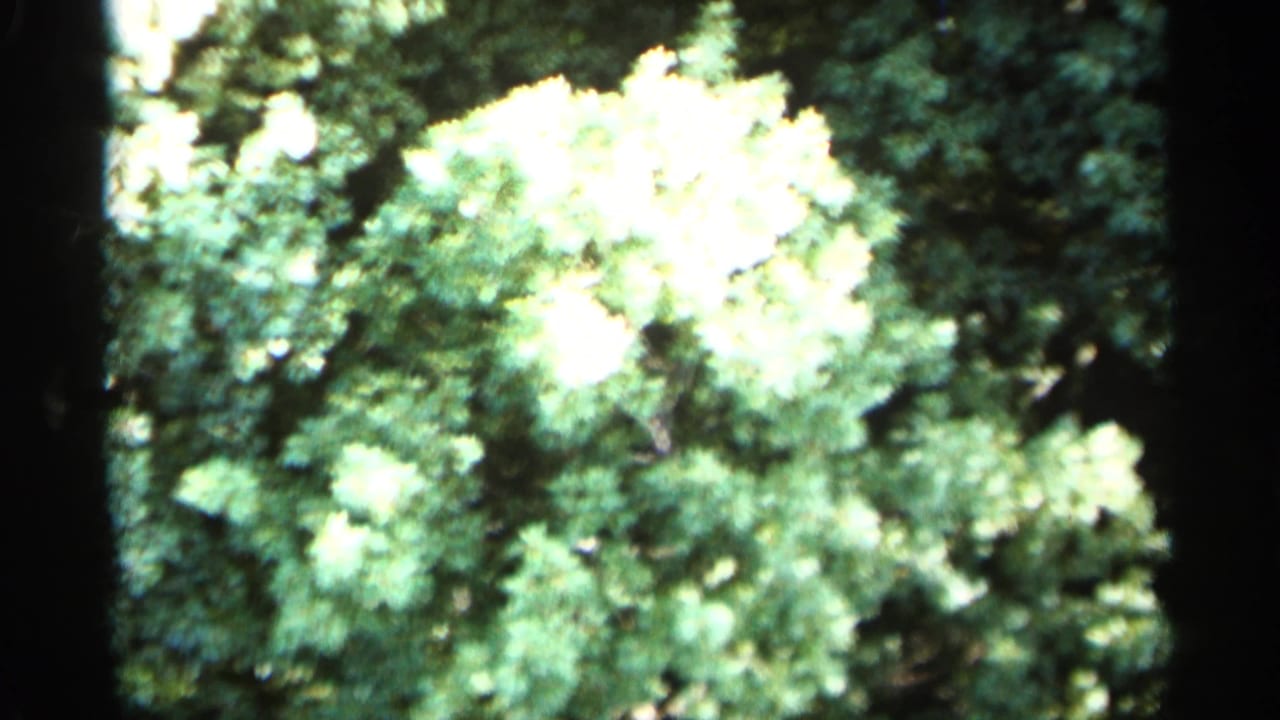 Close view of bright leafy treetops filling the frame.