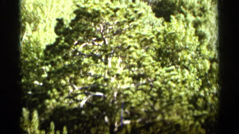 A dense green canopy fills the frame, with layered branches and soft 8mm color fading from the Duluth home-movie footage.