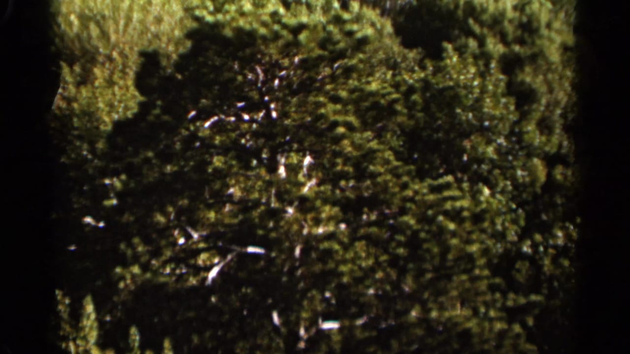 1965 Duluth home-movie frame showing dense green trees and sun-dappled foliage in soft 8mm texture.