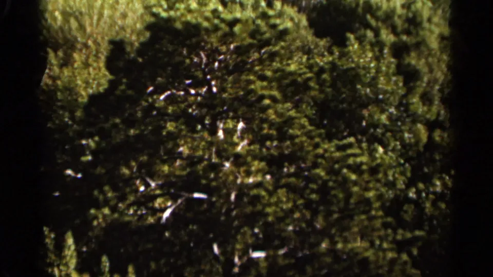 1965 Duluth home-movie frame showing dense green trees and sun-dappled foliage in soft 8mm texture.