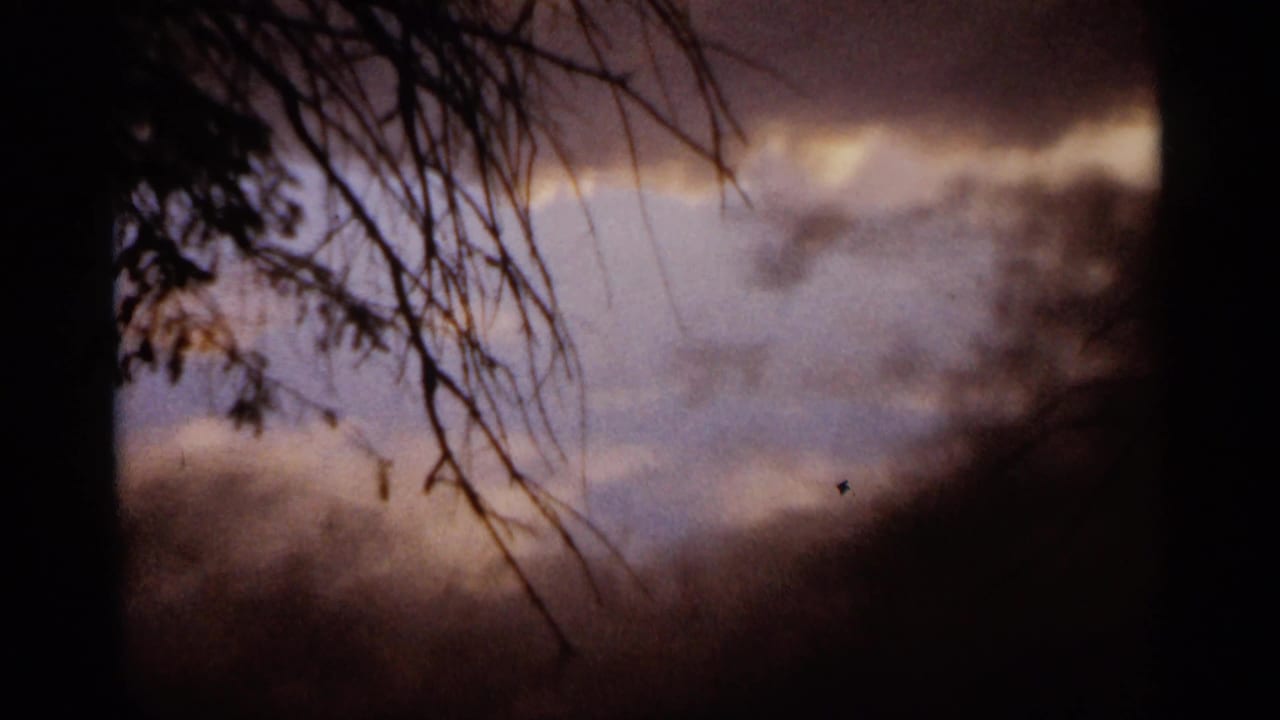 Tree branches and dark foliage frame a cloudy sky with a small bright lightning-like flash.
