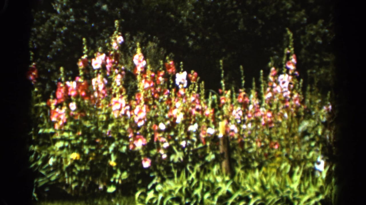 Tall garden flowers with pink, red, and pale blooms against dark green foliage.