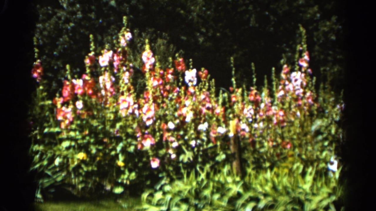 Wide view of a flower bed with tall blooms and dense green plants.