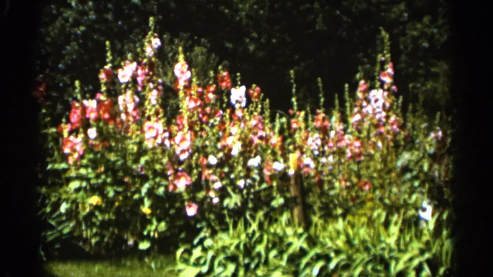 Soft 8mm frame from Duluth in 1965 showing blooming hollyhocks rising above thick garden leaves.