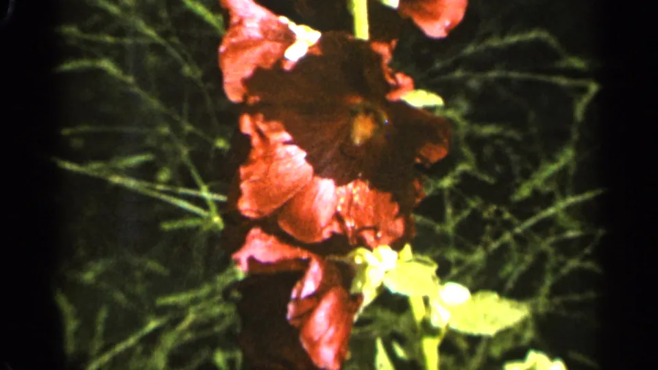 Close 1965 Duluth home-movie frame of a deep red hollyhock bloom against blurred green garden foliage.