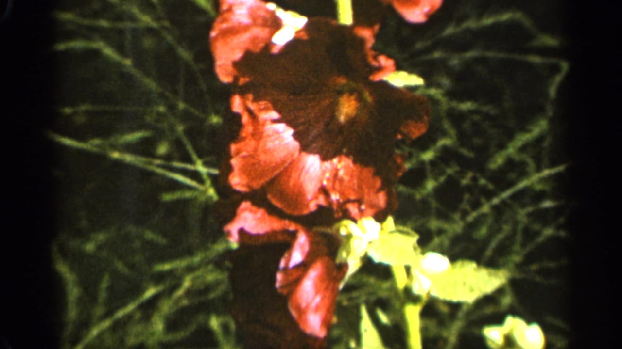 Pink and yellow hibiscus flowers against dark green garden foliage.