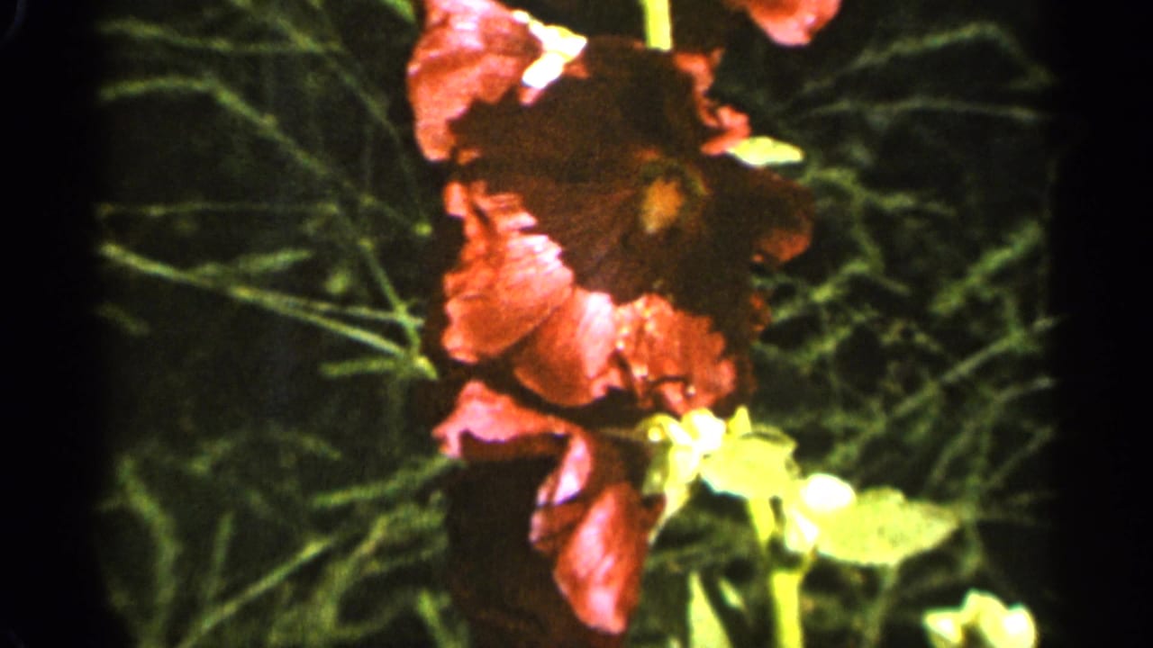1965 Duluth 8mm frame with pink hibiscus blooms and yellow centers seen in a handheld garden close-up.