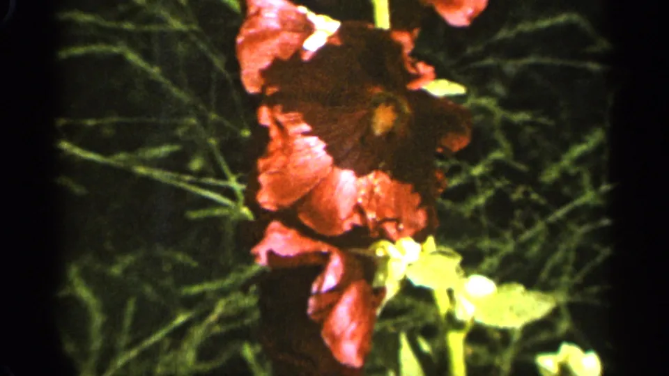 1965 Duluth 8mm frame with pink hibiscus blooms and yellow centers seen in a handheld garden close-up.