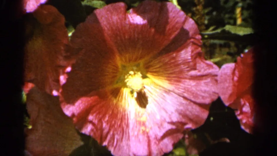 1965 Duluth garden footage frame focused on a large pink hibiscus bloom with a bright yellow center and surrounding petals.