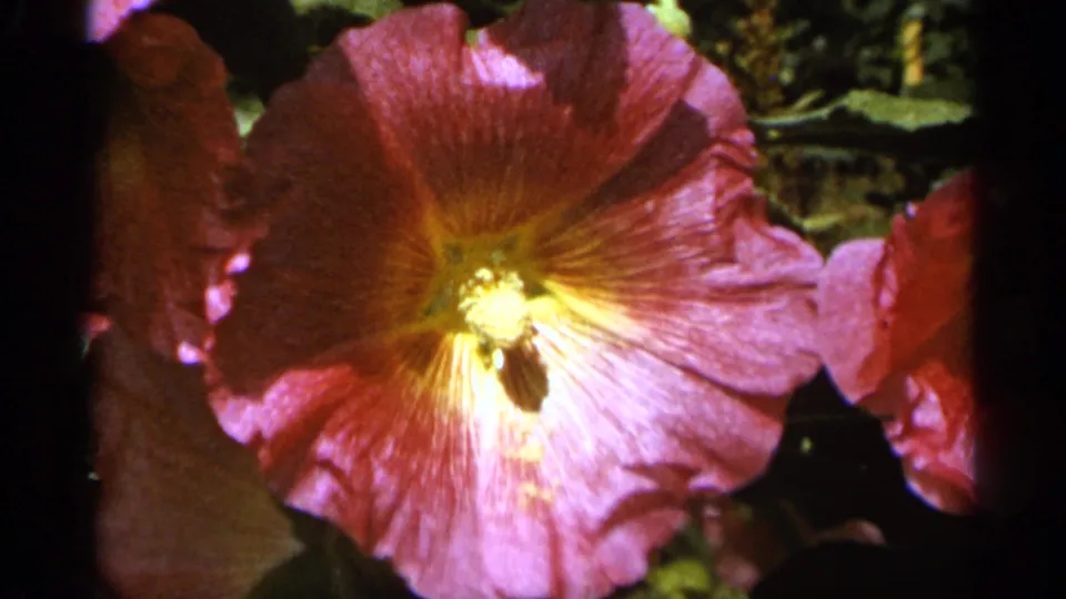 1965 Duluth 8mm frame showing a close pink hibiscus blossom with yellow center, soft focus, and dark garden foliage.