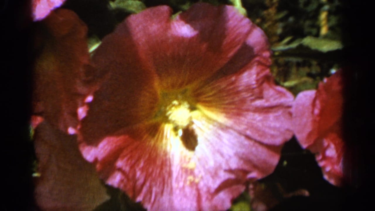 Close-up of a deep pink hollyhock with a yellow center in a garden.