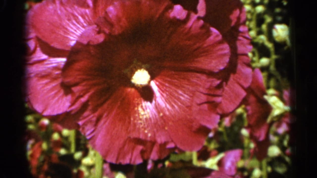Close 1965 Duluth garden view of a pink hollyhock, with saturated petals, a pale yellow center, and leaves in the background.