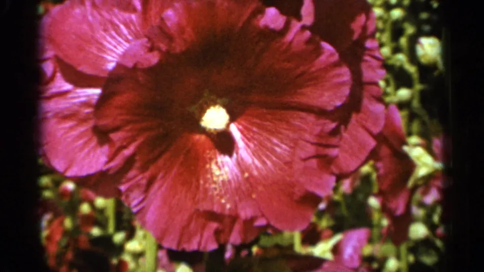 Close 1965 Duluth garden view of a pink hollyhock, with saturated petals, a pale yellow center, and leaves in the background.