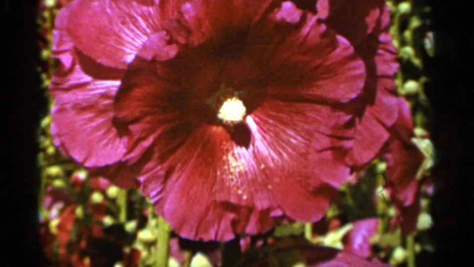 A close 8mm frame from Duluth in 1965 shows the hollyhock filling most of the view, with garden stems and leaves behind.