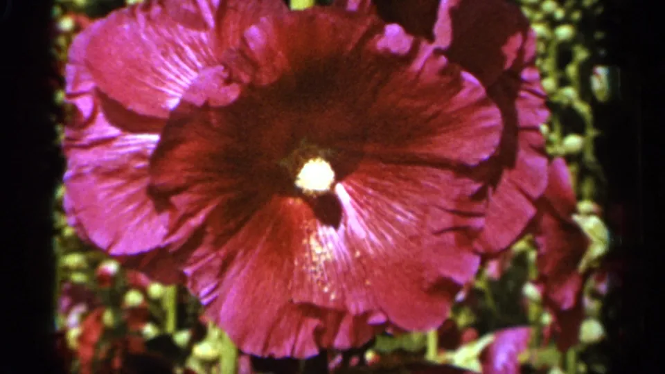 The final 1965 Duluth frame holds on the same deep pink hollyhock bloom, with a bright center and soft green garden background.