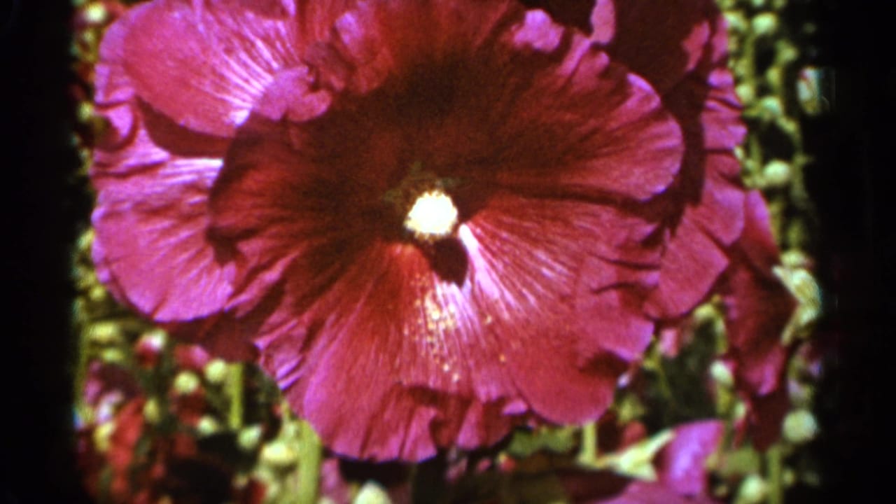 Large pink hollyhock blossom fills the frame beside darker garden foliage.